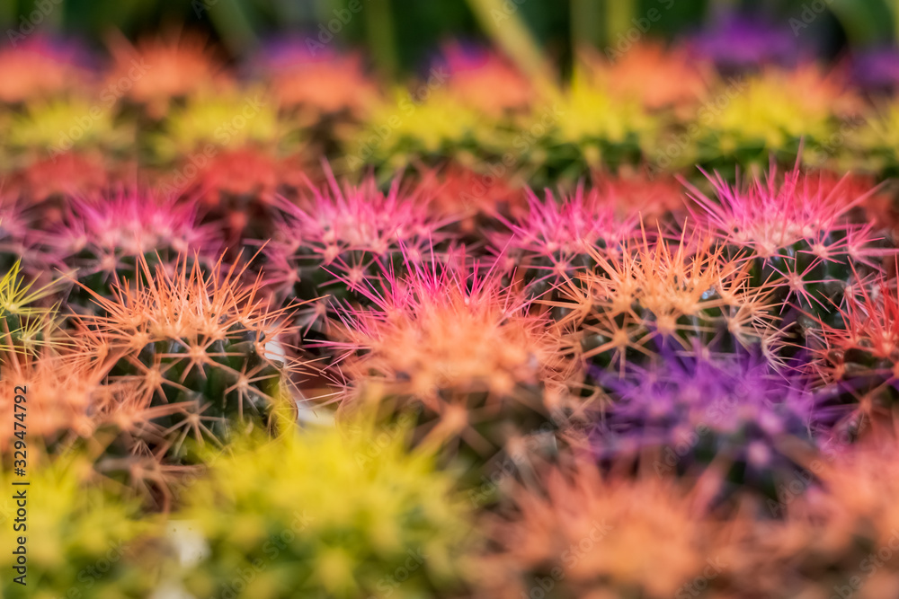 Cactus background pattern in many colors, brown, pink, yellow, orange, red. Cactus background pattern in many colors, brown, pink, yellow, orange, red.