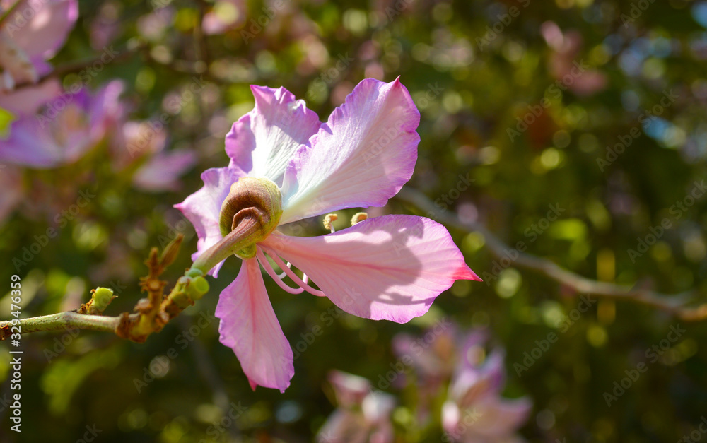 Obraz premium flower in the garden lapacho