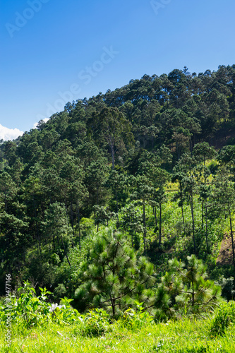 Mountains in Guatemala, forest area and area of ​​sustainable crops, source of oxygen and pure air, source of water and conservation for the future.