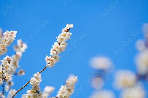 梅の花と青空 白梅 背景素材 バックグラウンド