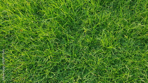 Grass texture or background. Straight downward view.