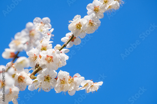 梅の花と青空 白梅 月ヶ瀬 奈良