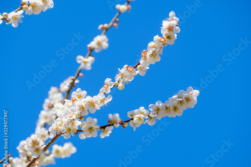 梅の花と青空 白梅 月ヶ瀬 奈良