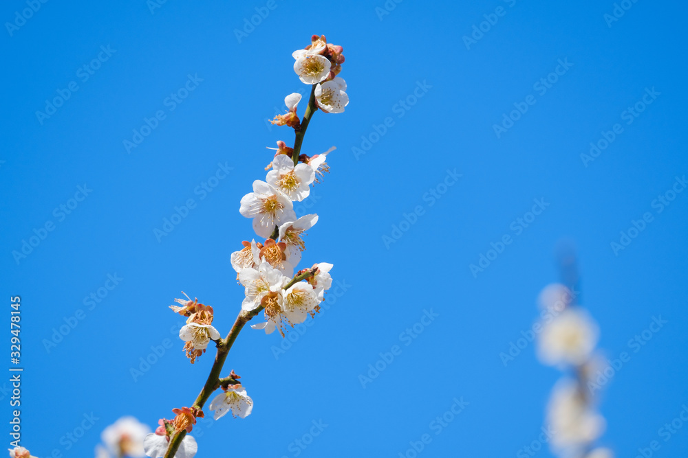 【写真素材】梅の花と青空　白梅　月ヶ瀬　奈良