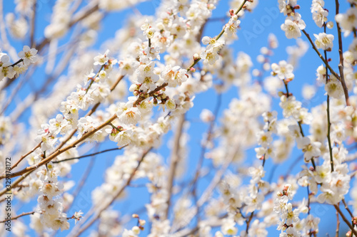 【写真素材】梅の花と青空　白梅　月ヶ瀬　奈良 © Rummy & Rummy