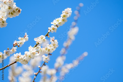 【写真素材】梅の花と青空　白梅　月ヶ瀬　奈良