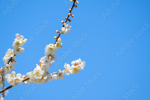 【写真素材】梅の花と青空　白梅　月ヶ瀬　奈良