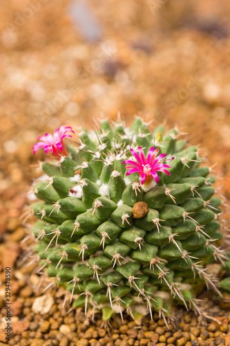 Young cactus with pink flower, decoration plant, nature concept