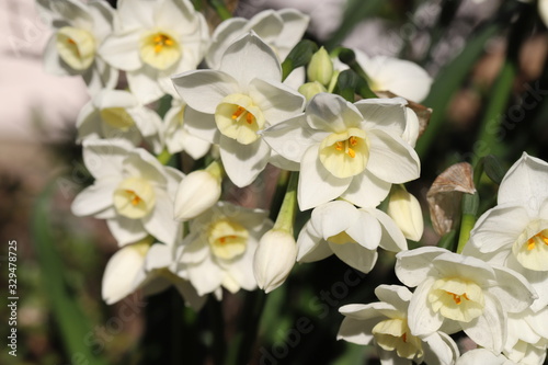 フサザキスイセンの白い花 © 俊朗 浅川