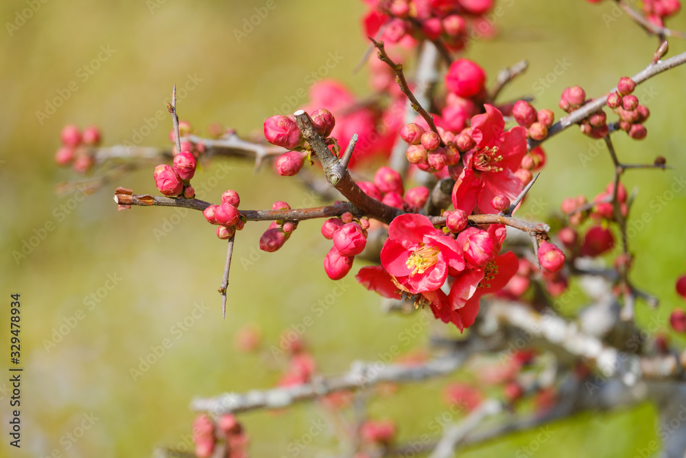 紅梅　梅の花　