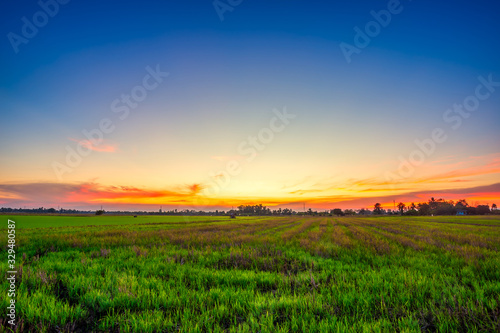 Valokuvatapetti Beautiful green field cornfield or corn in Asia country agriculture harvest with sunset sky background