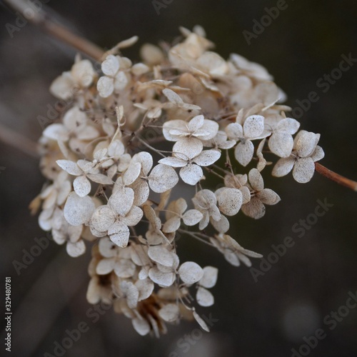 dried inflorescences in winter