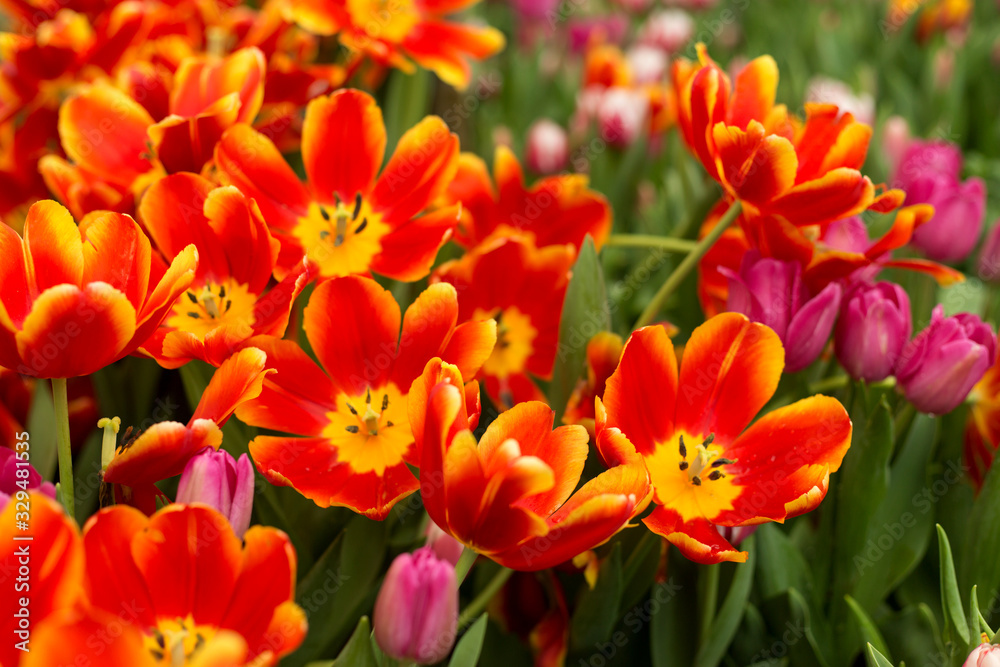 Red and yellow tulips fild. Spring background. Red and yellow tulips fild. Spring background.