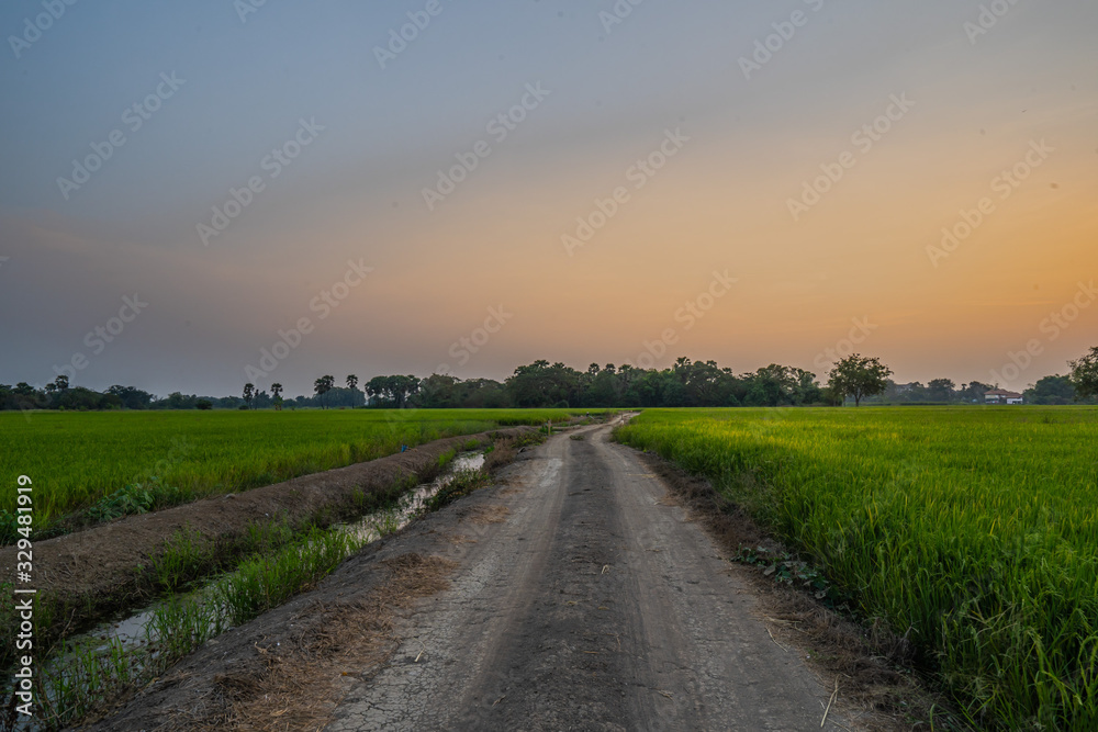 Atmosphere of rice fields and nature