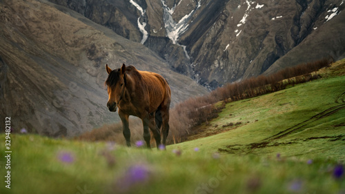 Beautiful horse going up the hill on the green meadow in the mountains
