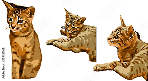 Cute female cat in house.