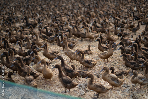 Many ducks are in the middle of the rice fields. © kahapan