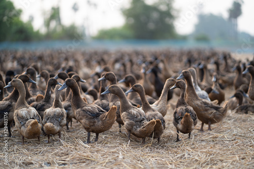 Many ducks are in the middle of the rice fields.