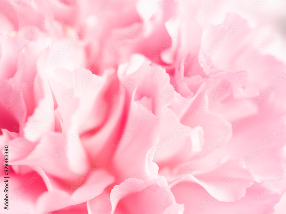 Obraz premium Close up of soft pink flower,love and sweet for wallpaper design