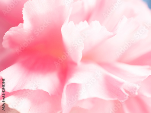 Fototapeta Naklejka Na Ścianę i Meble -  Close up of soft pink flower,love and sweet for wallpaper design
