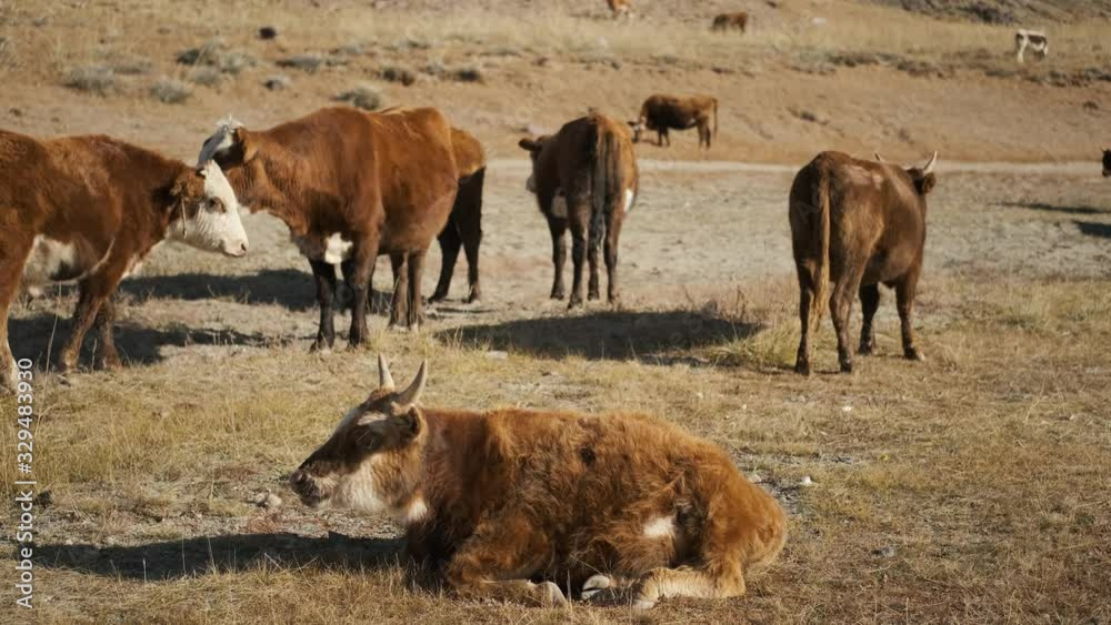 beautiful bull with horns cow, red, black, white, graze near mountains, hills, near lake, water, in the steppe, chew grass, look at the camera, moo, wag their tail,farm,household beautiful bull with horns cow, red, black, white, graze near mountains, hills, near lake, water, in the steppe, chew grass, look at the camera, moo, wag their tail,farm,household