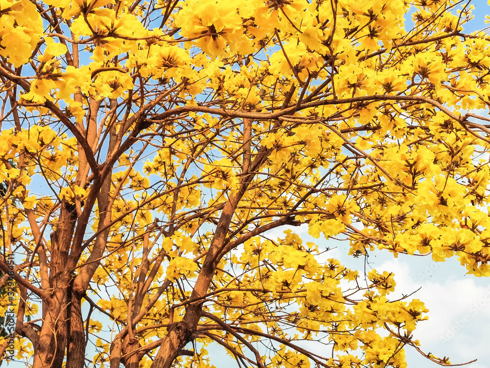 Yellow blossoms flower on bright blue sky;Handroanthus chrysanthus