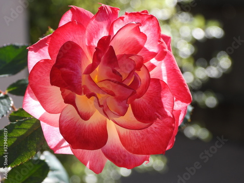 Peace Rose in the morning