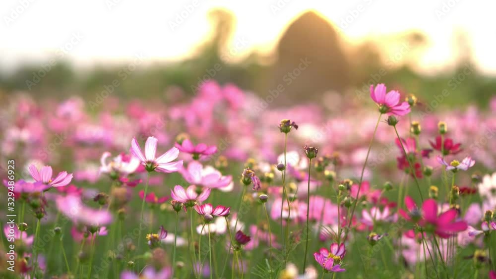 colorful cosmos flower in garden colorful cosmos flower in garden