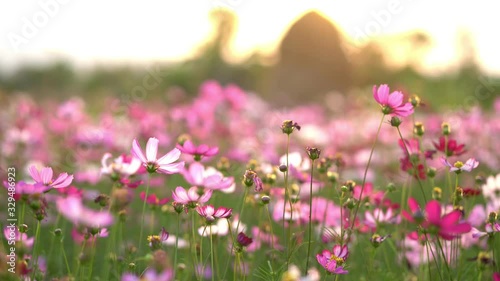 Wallpaper Mural colorful cosmos flower in garden Torontodigital.ca