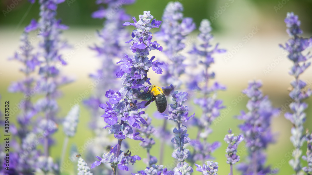 Fototapeta premium bee on a flower