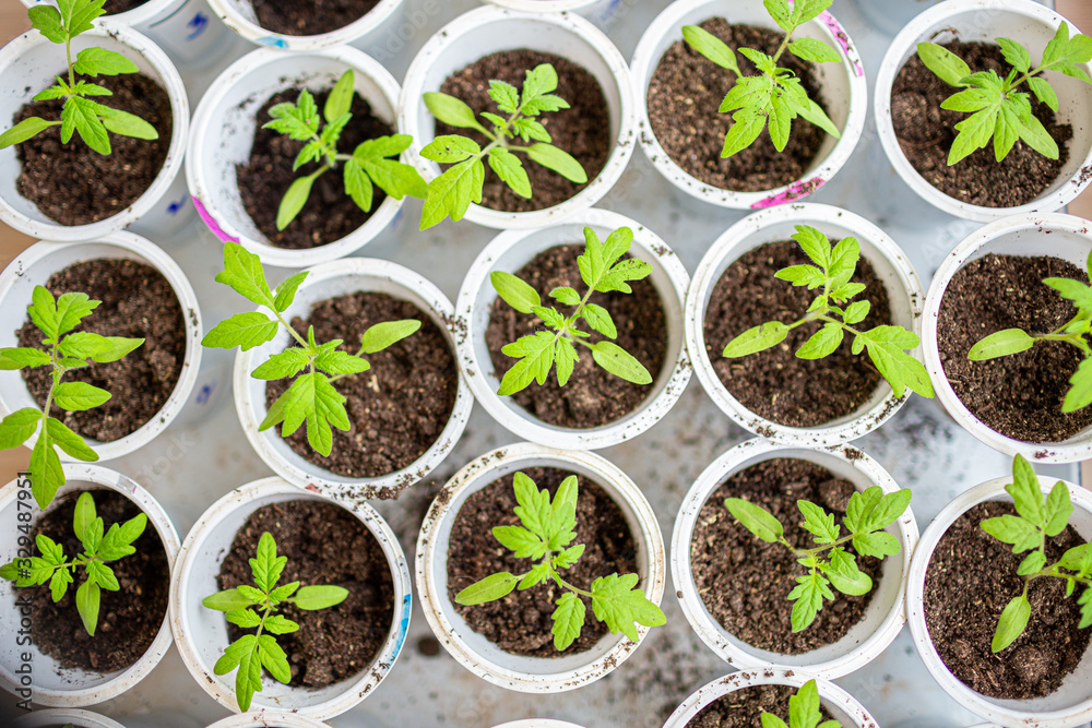 Seedling of tomato in seedling tray ready to transplant in the field, close up. Selective focus Seedling of tomato in seedling tray ready to transplant in the field, close up. Selective focus