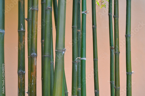 Group of  bamboo trees  on cream-colored background 