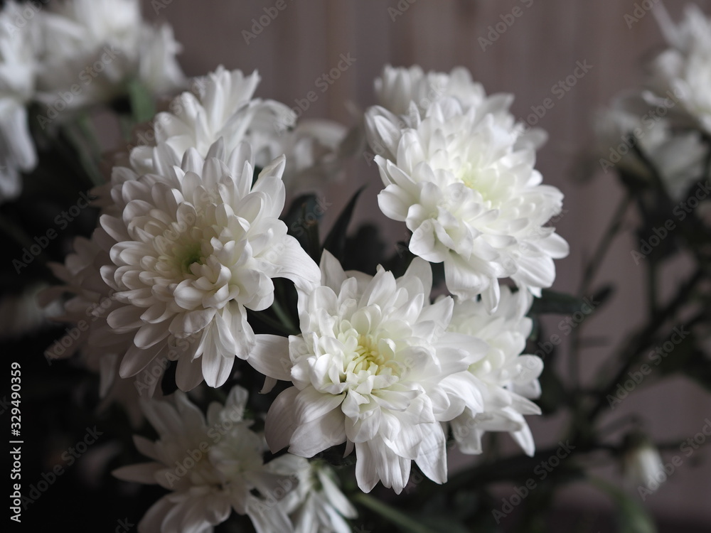 Postcard.Bouquet of white chrysanthemums close-up on a white wooden background.Space for text.