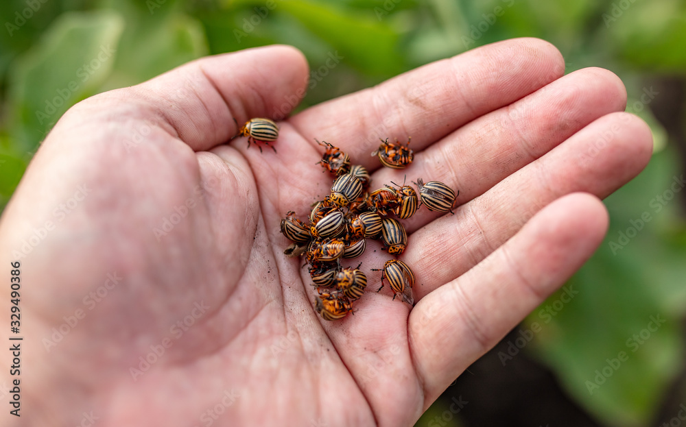 Colorado beetles in a hand on nature.