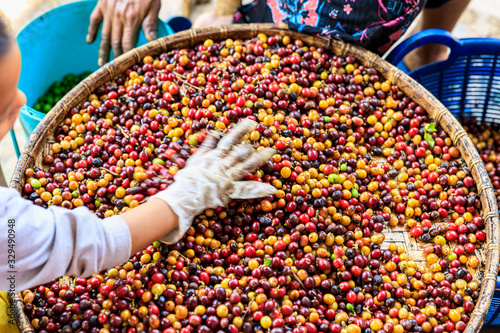 manual screening process coffee beans by hand