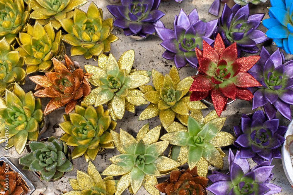 Fototapeta premium Echeveria succulent, decorative color with sparkles. Beautiful bright flower in a pot as a gift. Egeveria decorated with gold sparkling shiny paint, top view