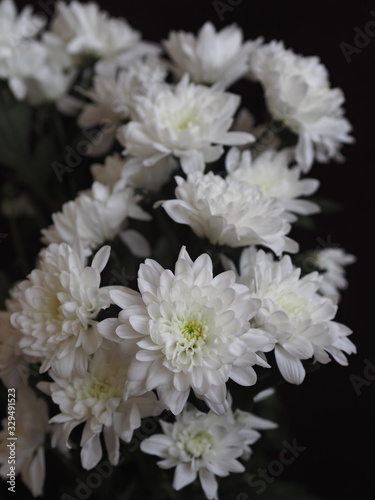 Holiday card.Bouquet of white chrysanthemums close-up on a dark background.Space for text.