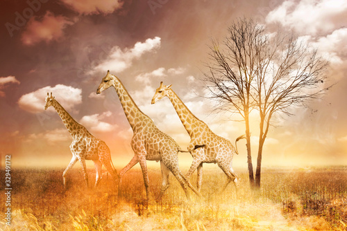 Giraffe with fire on background. Forest Fire, wildfire, burning forest in the smoke. photo