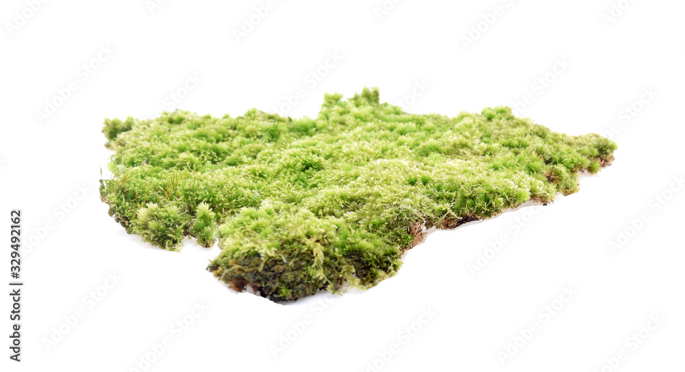 Obraz premium Green moss isolated on white background