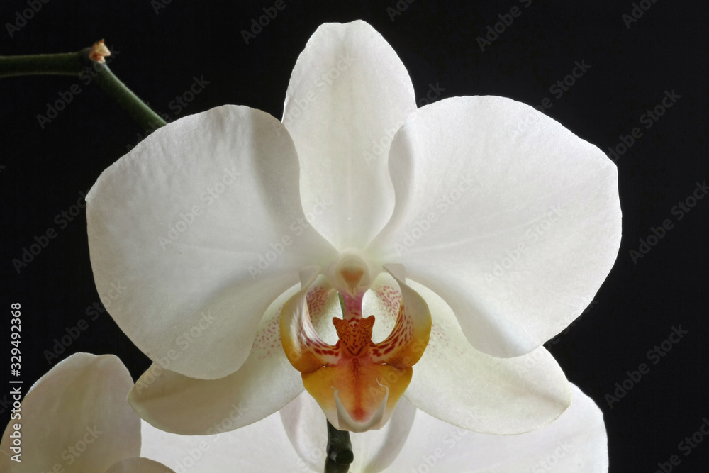 Nachtfalterorchidee Nachtfalterorchidee