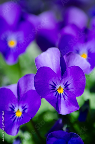 パンジー ビオラ © Purple viola puncti