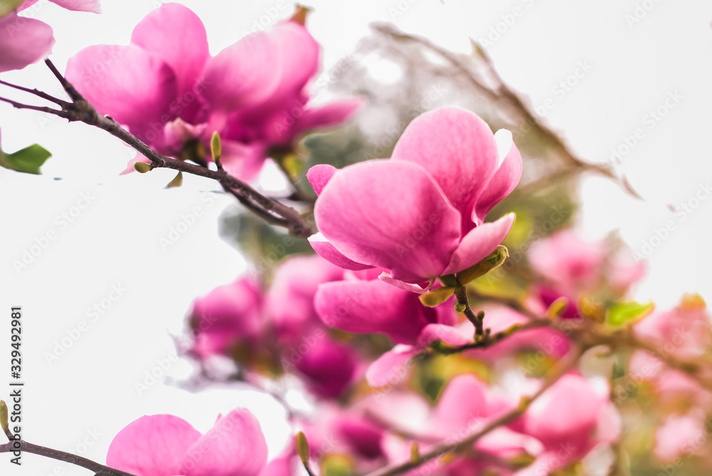 Obraz premium Pink magnolia blooming blossom tree with blurred bokeh on a sky close up in spring