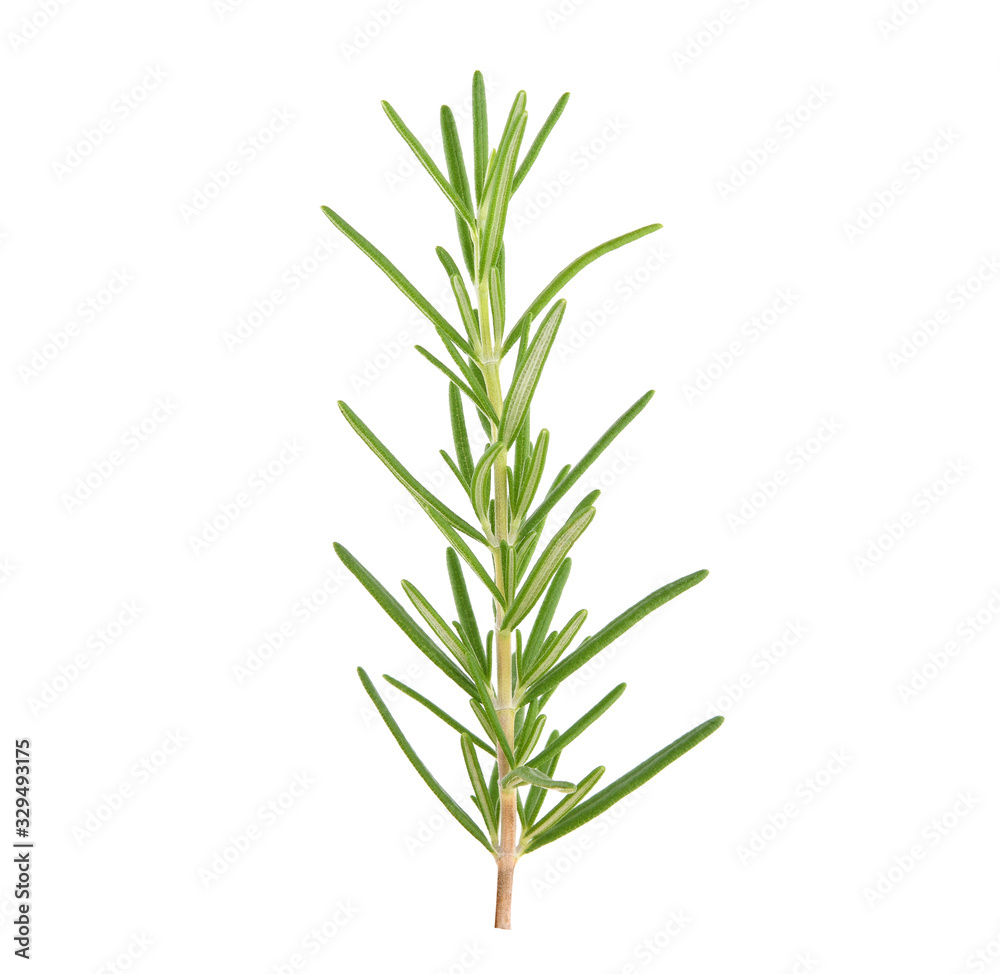 Rosemary isolated on white background