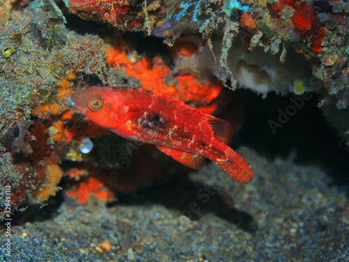 The amazing and mysterious underwater world of Indonesia, North Sulawesi, Manado, coral fish