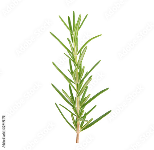 Rosemary isolated on white background