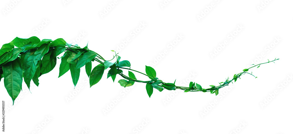 The vine with green leaves twisted separately on a white background. - obrazy, fototapety, plakaty 