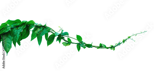 The vine with green leaves twisted separately on a white background. photo