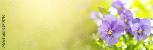 Viola tricolor or pansy photo