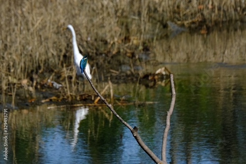 kingfisher with egret in forest