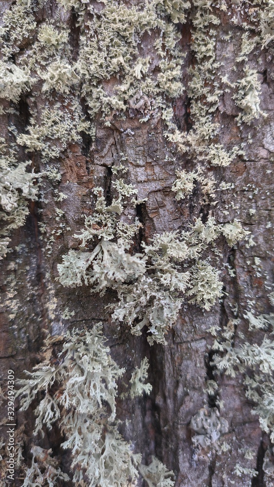 bark of a Linden tree close-up bark of a Linden tree close-up